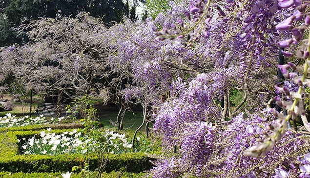 wisteria growing in the park