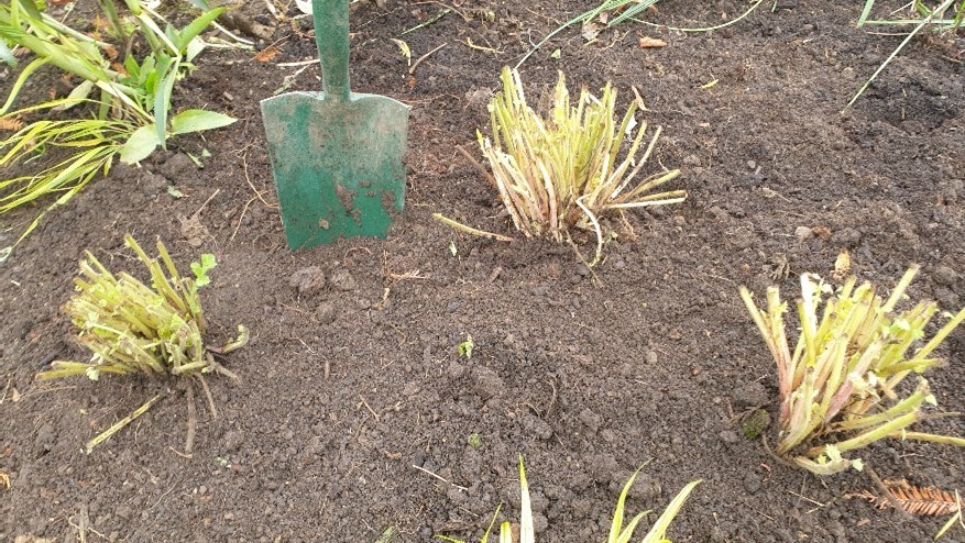 bulbs planted with space
