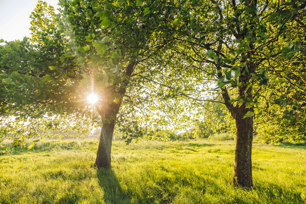 Park, Trees, Sunlight
