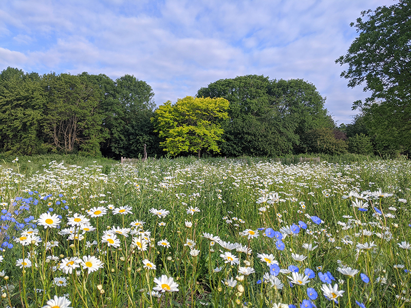 corn flower meadow