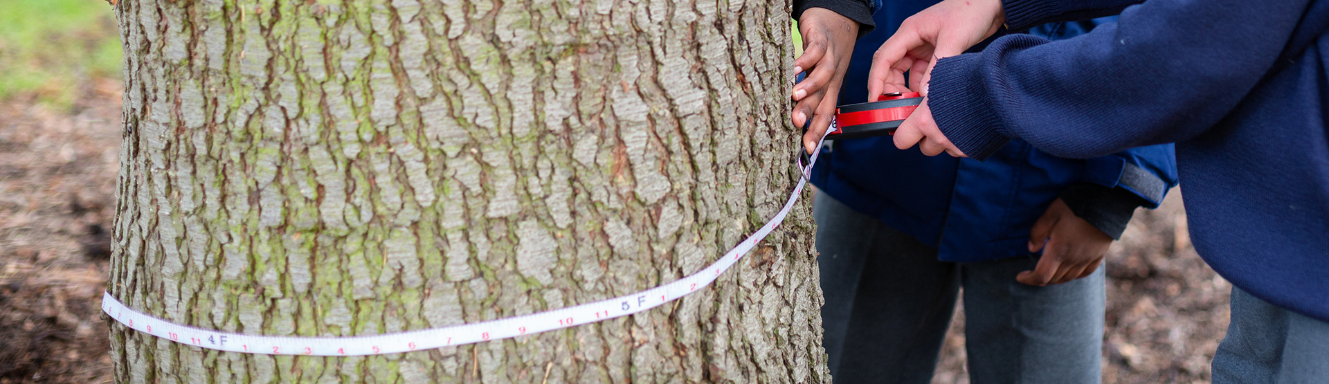 Banner measuring a tree