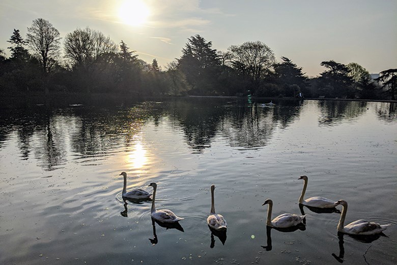 Pond, swans, sun rise